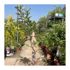 Manzano Enano Certificado M.P.S