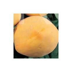 Melocoton Amarillo De Agosto