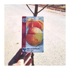 Melocotón Stalite