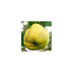 Membrillo Wranja Provence