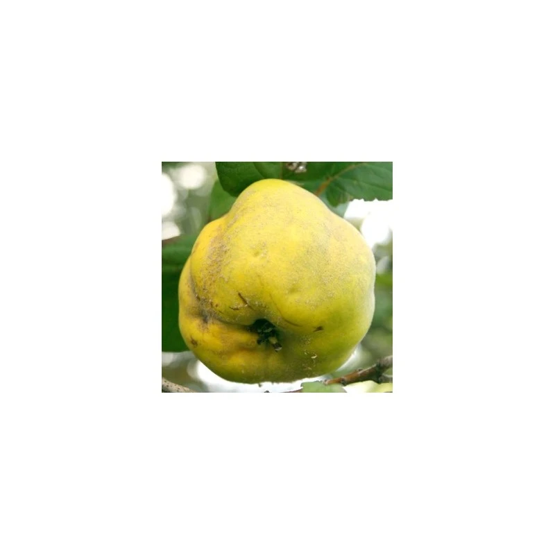 Membrillo Wranja Provence