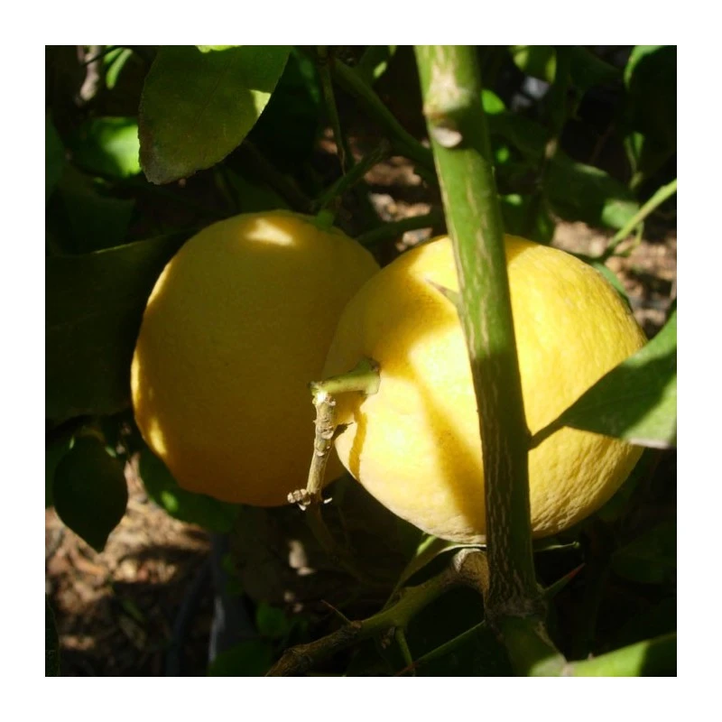 Naranjo Navel Cara Cara