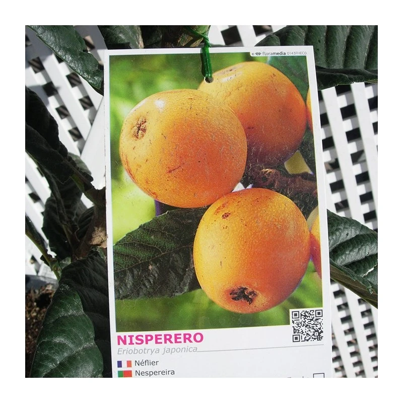 Níspero Tanaka - Imagen 2