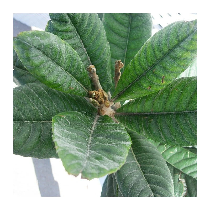 Níspero Tanaka - Imagen 3