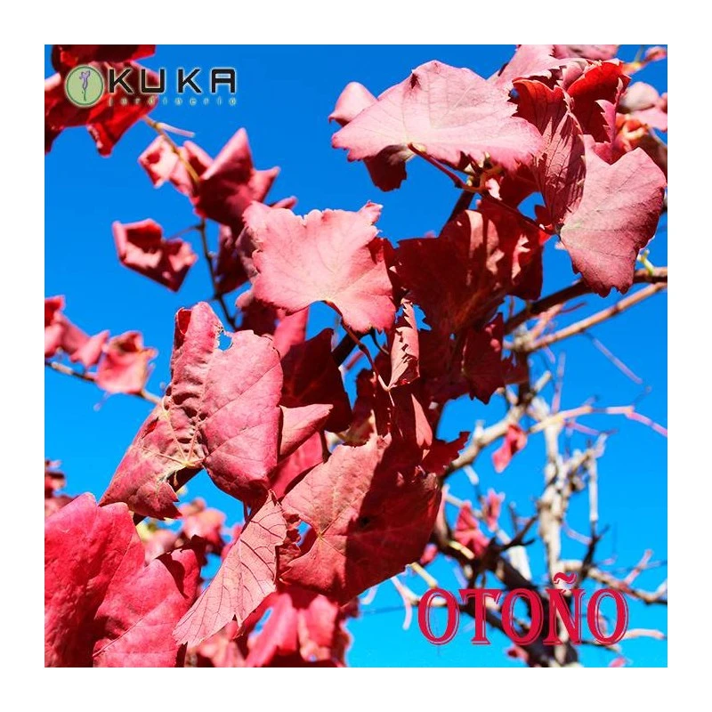 Parra Autumn Royal - Imagen 2