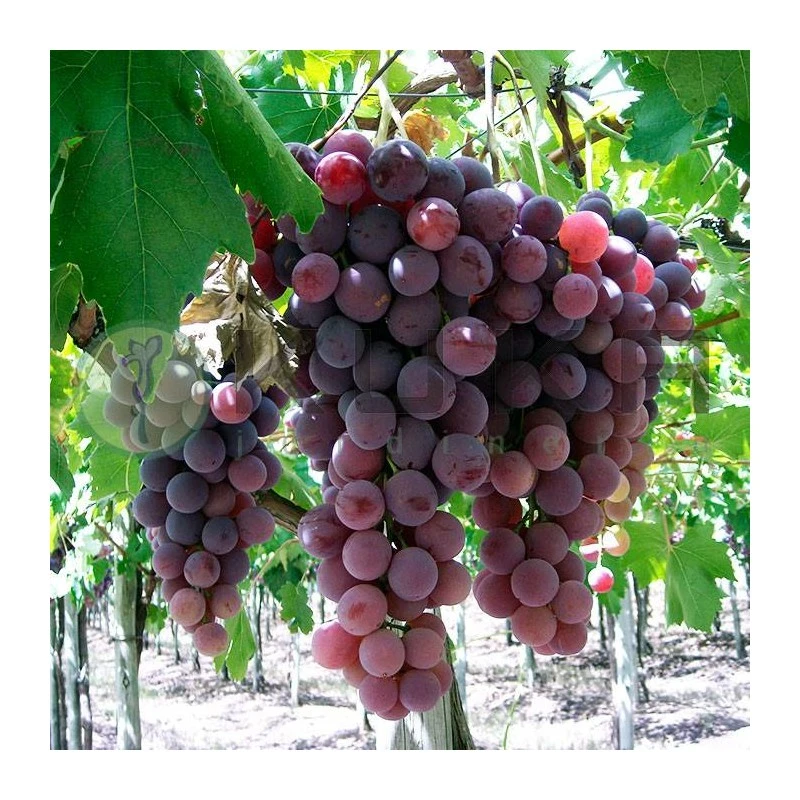 Parra Crimson Roja Sin Pepita