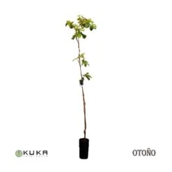 Parra Moscatel De Hamburgo