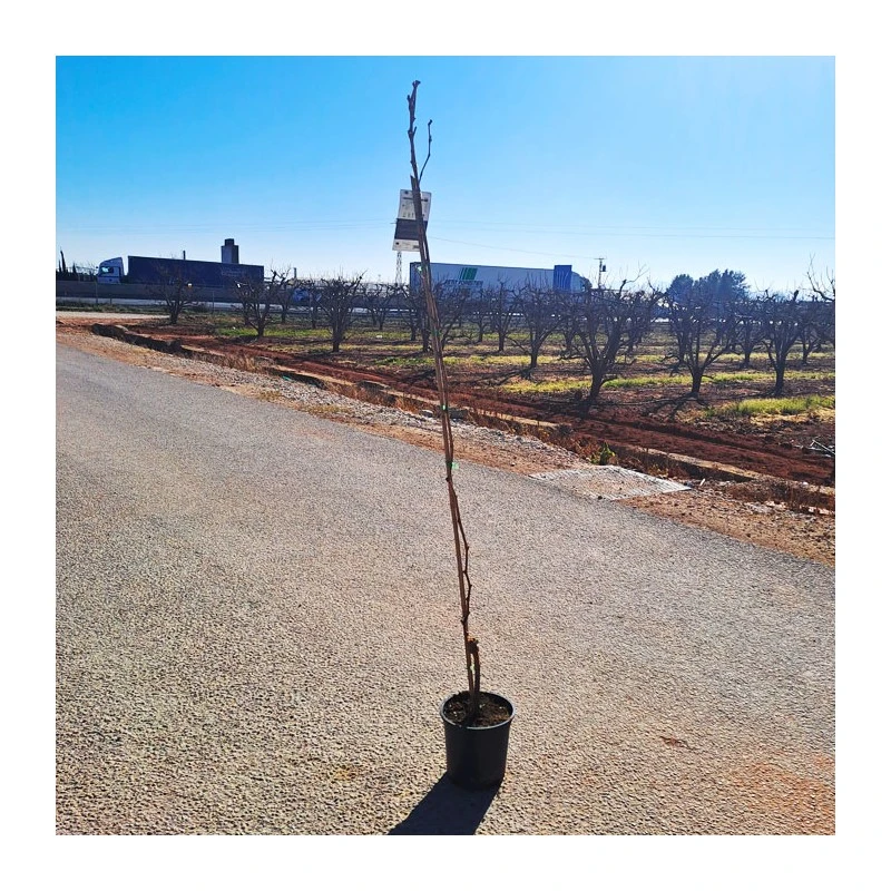 Parra Superior Sin Pepita - Imagen 2