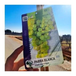 Parra Superior Sin Pepita