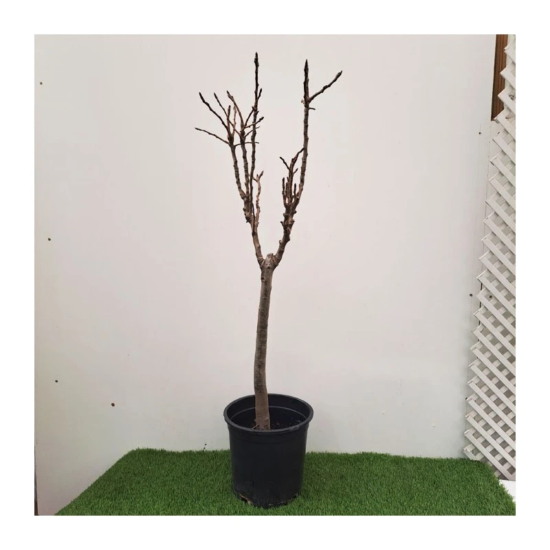 Peral Enano - Imagen 2