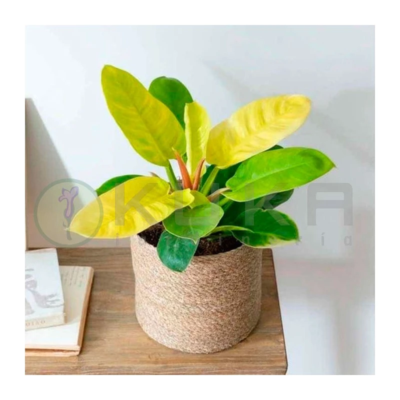 Philodendro Moonlight - Imagen 2