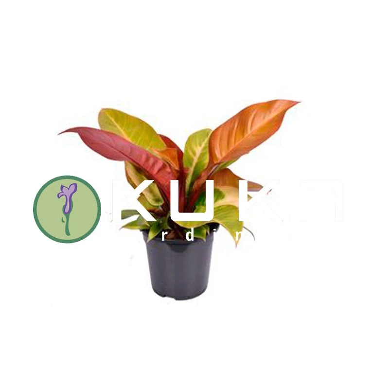 Philodendro Prince Of Orange - Imagen 2