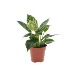 Philodendron White Wave