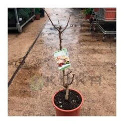 Pistacho Hembra Kerman