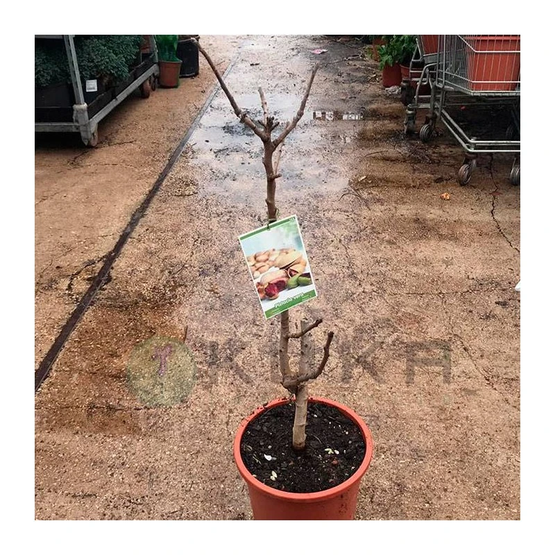 Pistacho Hembra Kerman