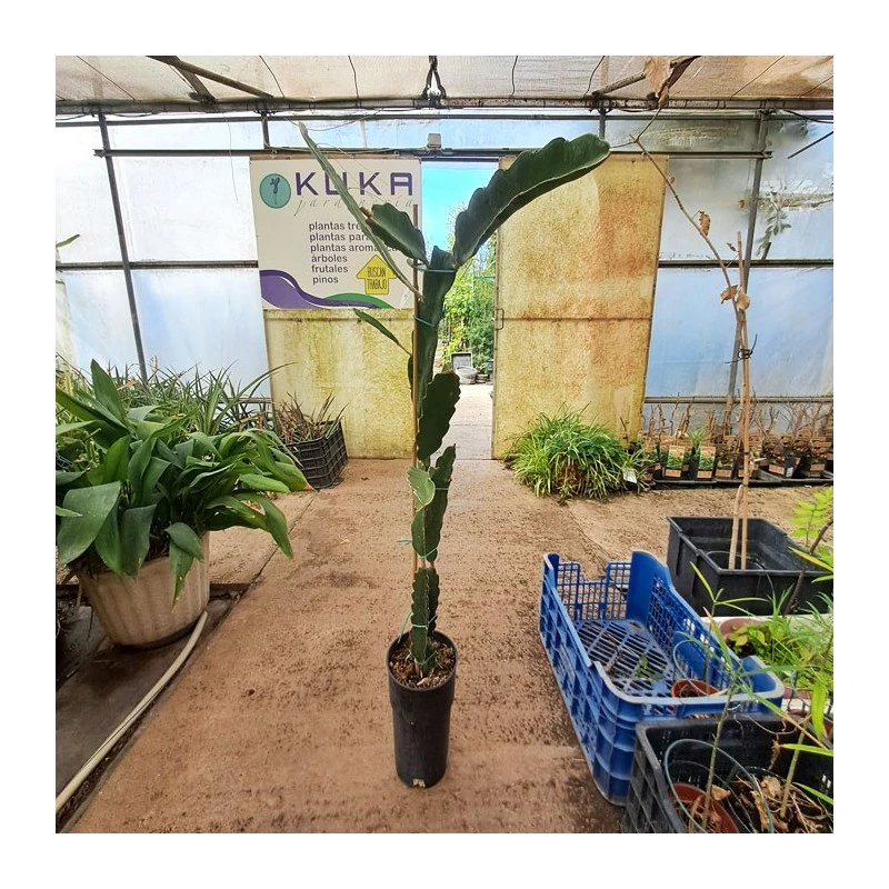 Pitahaya JC01 - Imagen 3