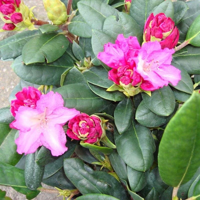 Rhododendron Yakushimanum - Imagen 2