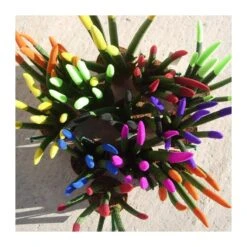 Sansevieria Spaguetti Decorada