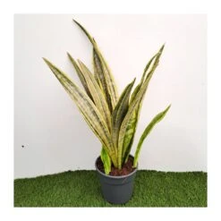 Sansevieria Trifasciata Aubrytiana Lau