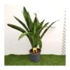 Sansevieria Trifasciata Dragon