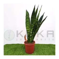 Sansevieria Trifasciata Black Coral
