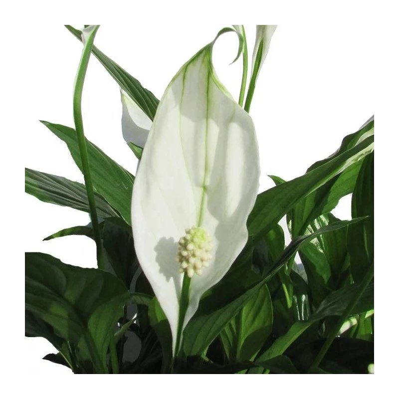 Spathiphyllum Chopin Sin Flor Compra 2 Y Paga 1 - Imagen 2