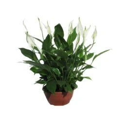 Spathiphyllum Chopin Sin Flor Compra 2 Y Paga 1