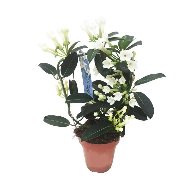 Stephanotis Jazminoides Floribunda - Imagen 3