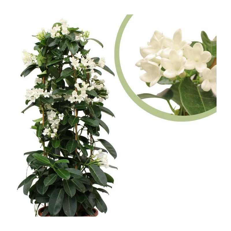 Stephanotis Jazminoides Floribunda - Imagen 4