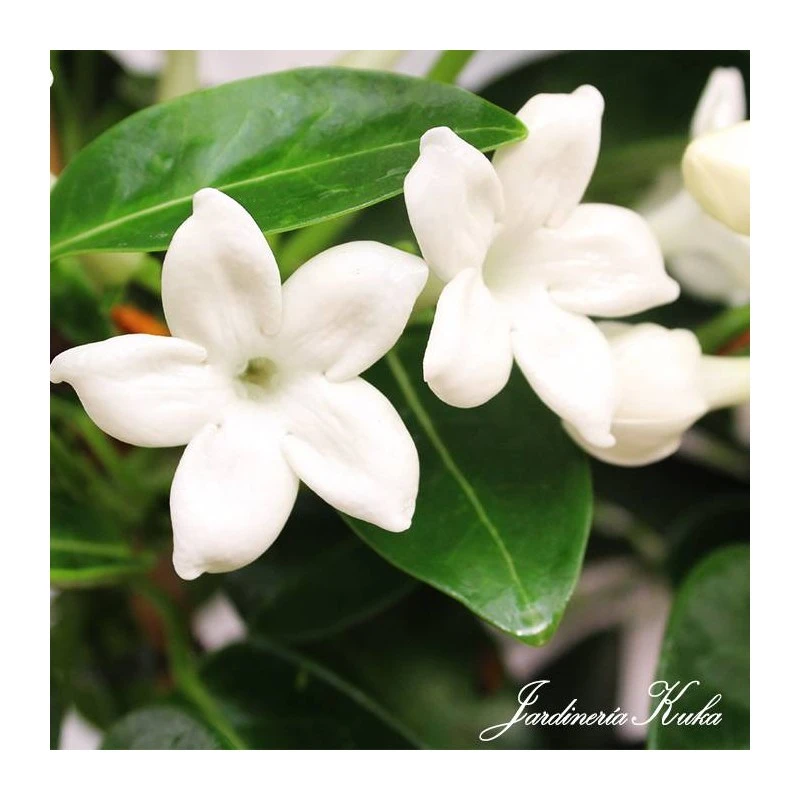 Stephanotis Jazminoides Floribunda