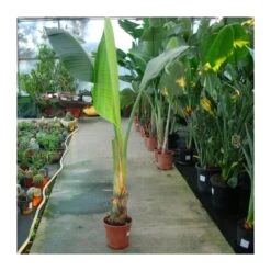 Strelitzia Nicolai EJEMPLAR